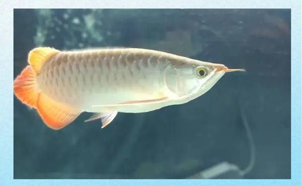 龍魚糞便黃色
