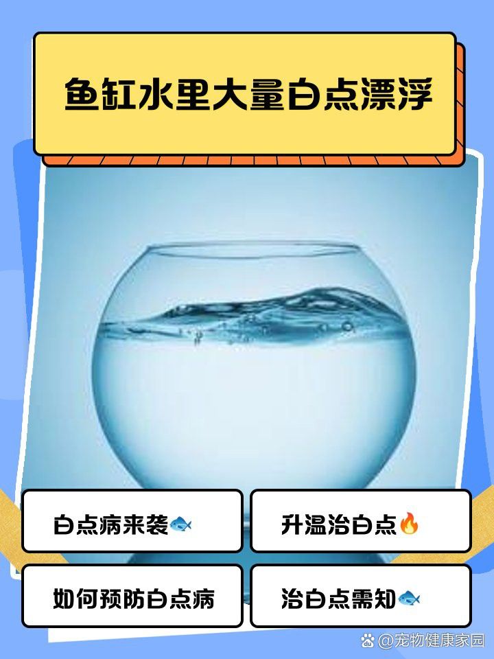 古龍魚白點(diǎn)病會(huì)復(fù)發(fā)嗎？