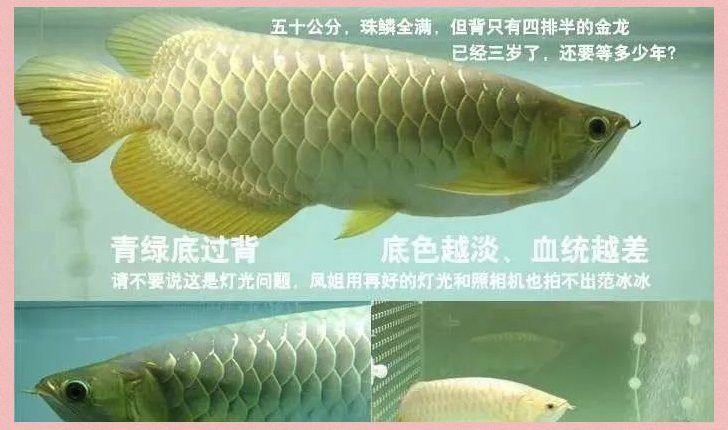 如何區分白金龍魚的不同血統？