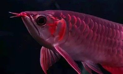 龍魚多長時間能餓死：龍魚多長時間能夠餓死 龍魚多長時間能餓死：龍魚多長時間能夠餓死 龍魚百科 第3張