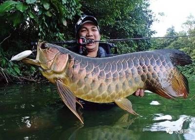 龍魚生活在什么地方：印尼龍魚與南美龍魚的區(qū)別，如何模擬龍魚的自然棲息地？