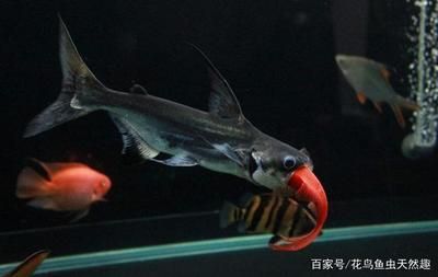 龍魚和鉛筆能混養嗎:龍魚和鉛筆魚可以混養嗎 龍魚百科 第4張 龍魚和鉛筆能混養嗎:龍魚和鉛筆魚可以混養嗎 龍魚和鉛筆能混養嗎:龍魚和鉛筆魚可以混養嗎 龍魚百科 第4張