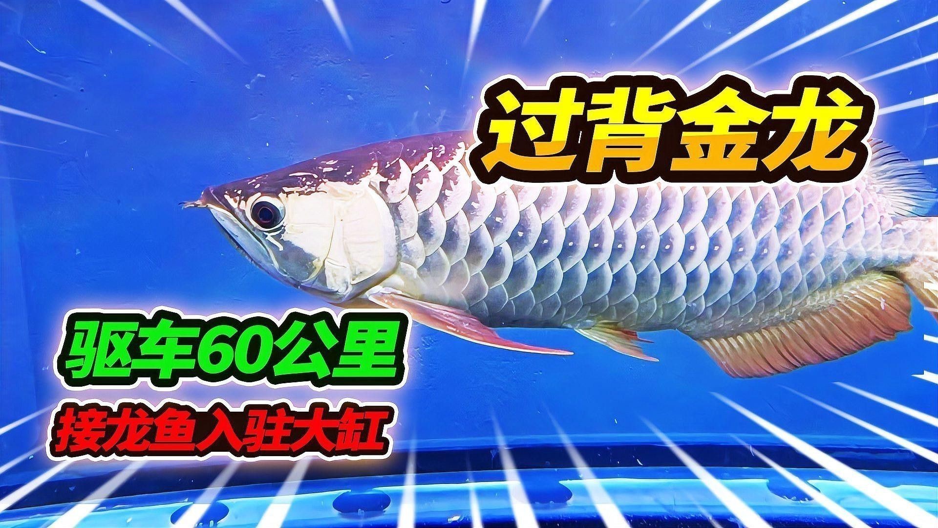有哪些食物可以幫助過背金龍發色？