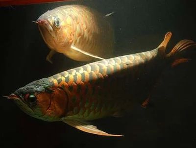 紅龍魚成魚水溫多少合適養(yǎng)魚：紅龍魚成魚時期水溫多少合適養(yǎng)魚