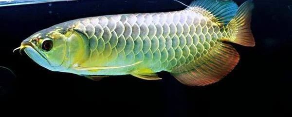 紅龍魚成魚水溫多少合適養(yǎng)魚：紅龍魚成魚時期水溫多少合適養(yǎng)魚