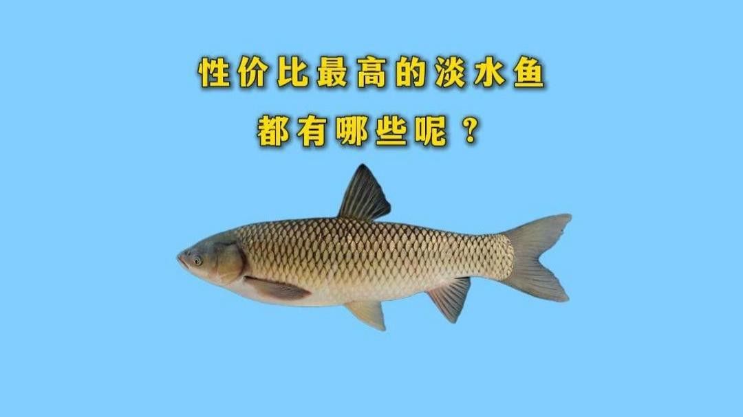 補魚時應該選擇什么品種的魚？