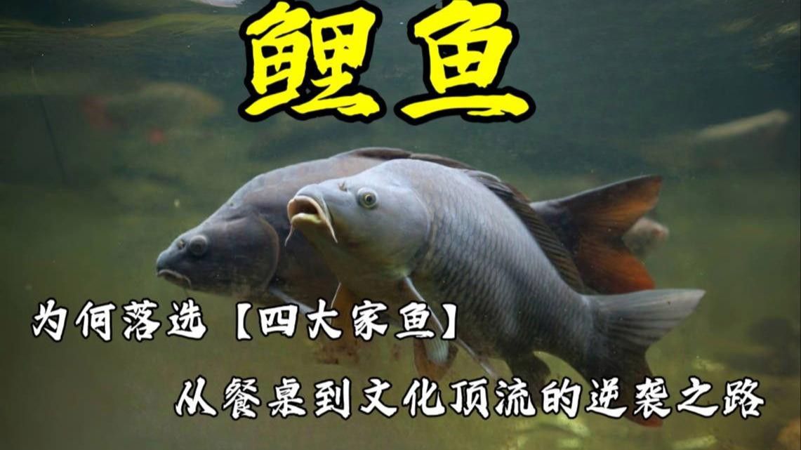 補魚時應該選擇什么品種的魚？