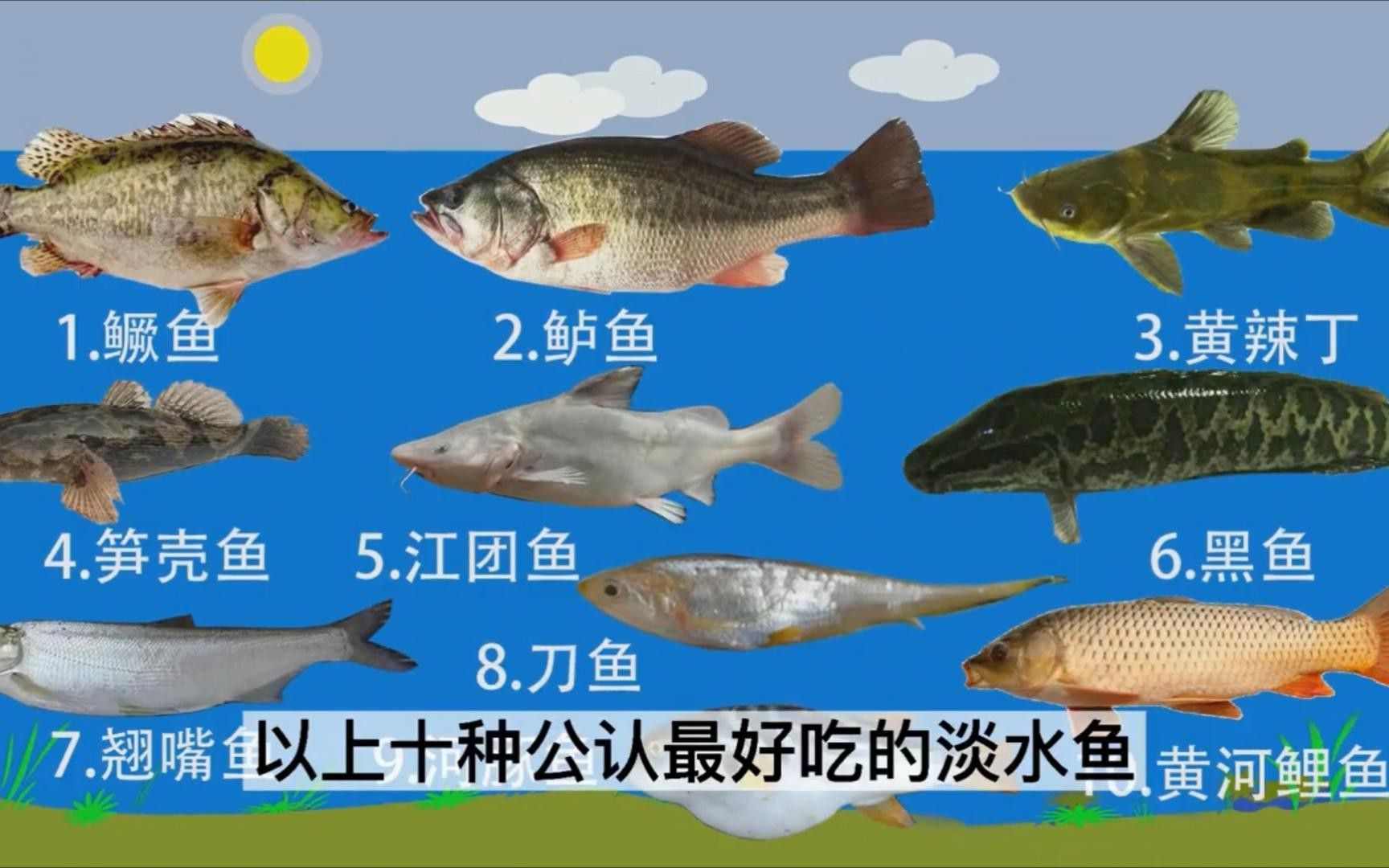 補魚時應該選擇什么品種的魚？