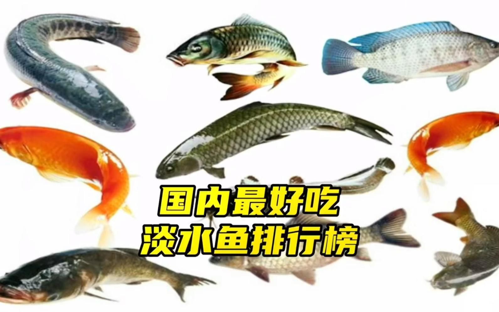 補魚時應該選擇什么品種的魚？