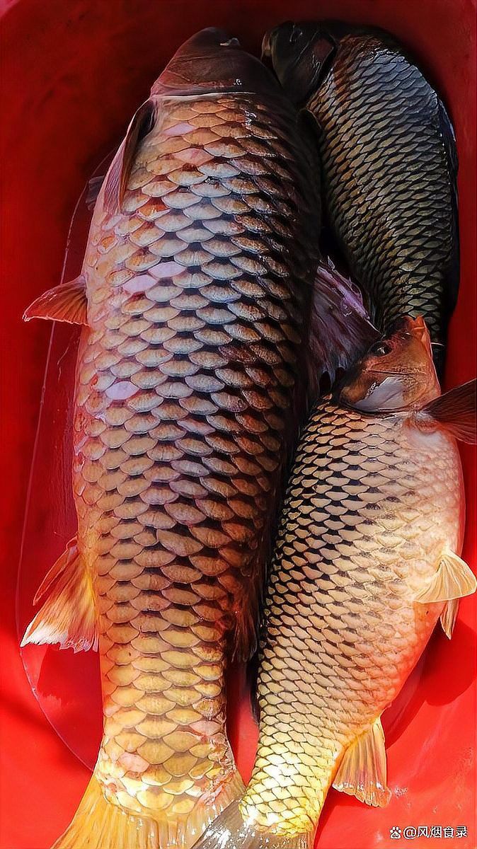 補魚時應該選擇什么品種的魚？