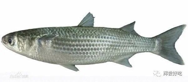 龍魚和烏魚的區別