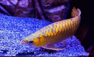 龍魚常見病圖解大全視頻：龍魚常見疾病及其治療方法