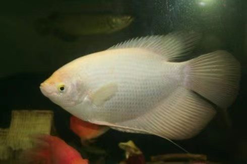 龍魚和戰船哪個好養：龍魚與戰船魚混養指南 龍魚和戰船哪個好養：龍魚與戰船魚混養指南 龍魚百科 第4張