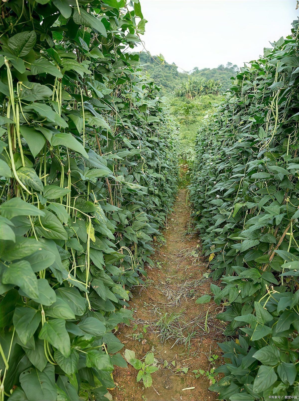 辣椒旁邊種豆角可以嗎