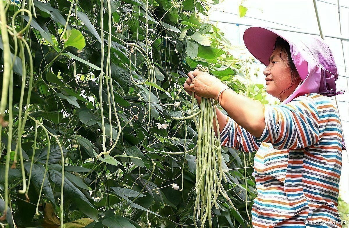 辣椒旁邊種豆角可以嗎
