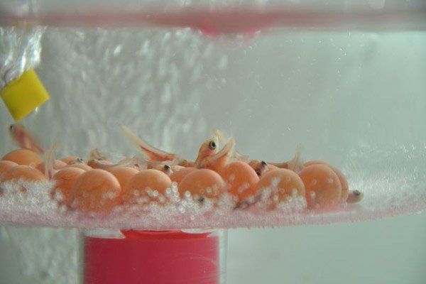 金龍魚的品種分類