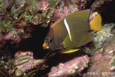 三角龍魚圖片大全（三角龍魚的飼養方法）