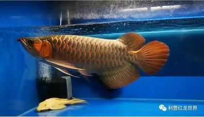 三角龍魚圖片大全（三角龍魚的飼養方法）