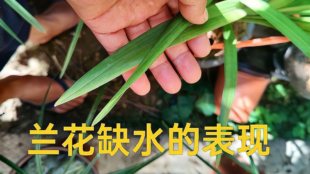 如何判斷紅龍字蘭花是否缺水？