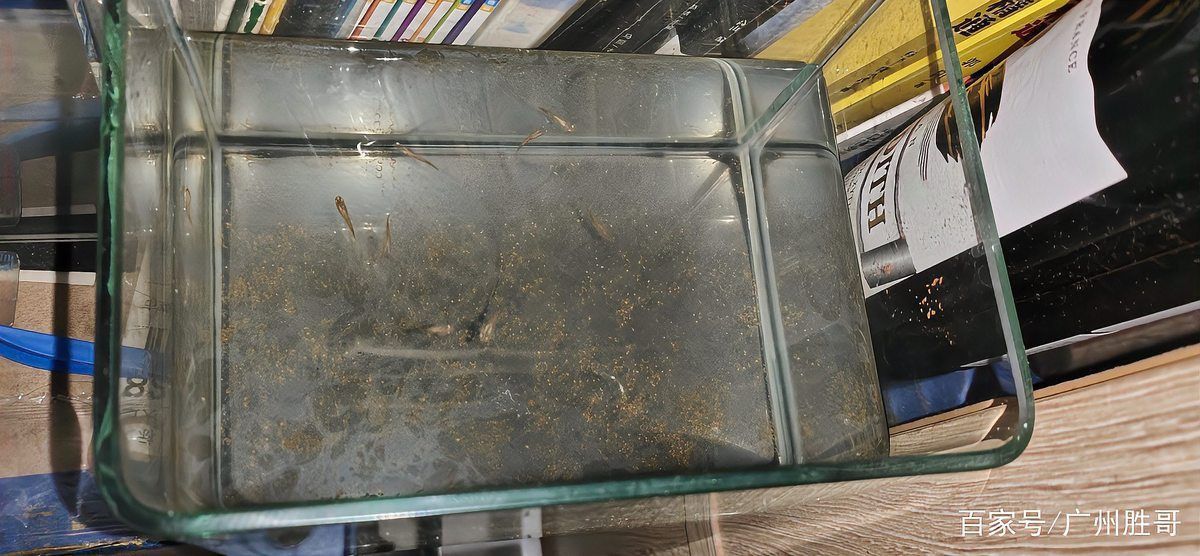 孔雀魚黑斑和胎斑的區別