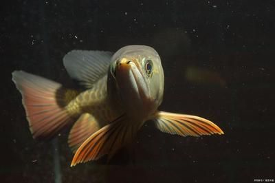 養龍魚的講究：養龍魚的講究主要包括以下幾點：水質要求高，龍魚對水質的要求嚴格