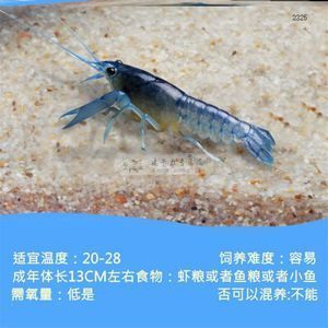 龍魚的嘴撞傷了會怎么樣：龍魚吃蝦好還是吃蝦好，怎么正確喂養龍魚