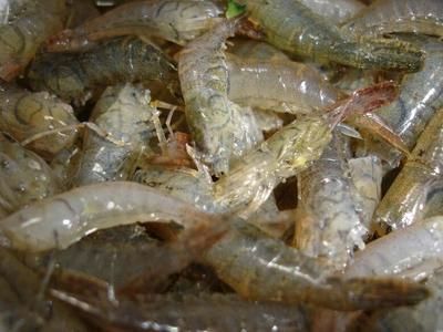 龍魚的嘴撞傷了會怎么樣：龍魚吃蝦好還是吃蝦好，怎么正確喂養龍魚