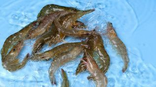 龍魚的嘴撞傷了會怎么樣：龍魚吃蝦好還是吃蝦好，怎么正確喂養龍魚
