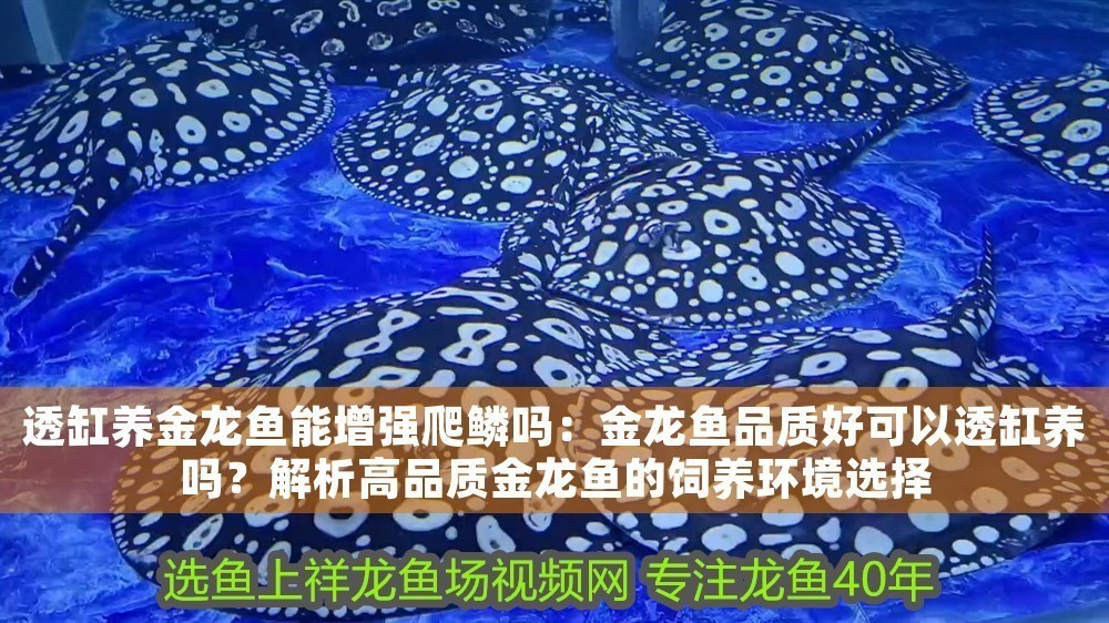 透缸養金龍魚能增強爬鱗嗎：金龍魚品質好可以透缸養嗎？解析高品質金龍魚的飼養環境選擇