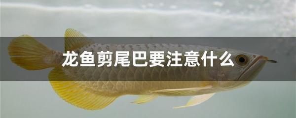 龍魚(yú)尾巴縮起來(lái)縮鰭怎么辦：龍魚(yú)尾巴縮起來(lái)縮鰭怎么辦龍魚(yú)尾巴縮起來(lái)縮鰭怎么辦