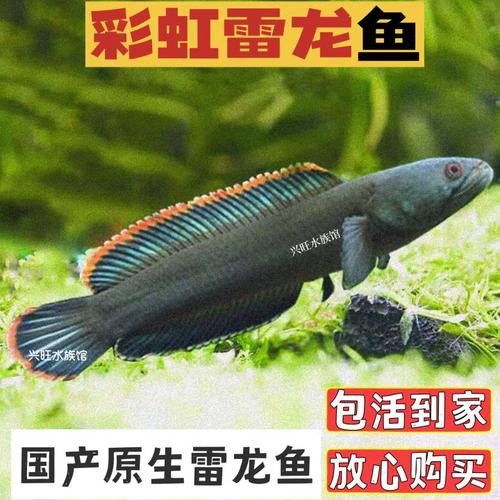 彩虹雷龍魚價格多少錢一條