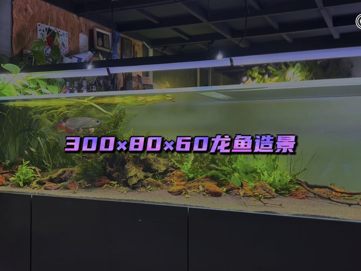 龍魚缸造景有哪些風格