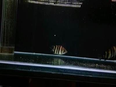 超大金龍魚兩條（養殖金龍魚需要注意什么？） 超大金龍魚兩條（養殖金龍魚需要注意什么？） 龍魚百科 第3張