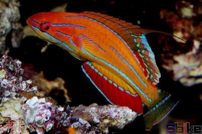 什么牌子的龍魚飼料好用又健康：如何選擇龍魚飼料品牌