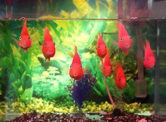 魚缸水渾濁是咋回事，如何預防魚缸水渾濁的應急處理方法
