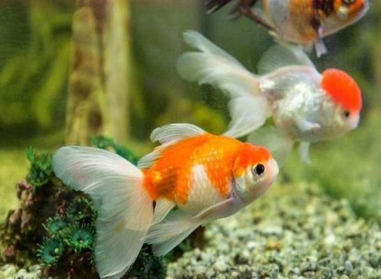 魚缸水渾濁是咋回事，如何預防魚缸水渾濁的應急處理方法
