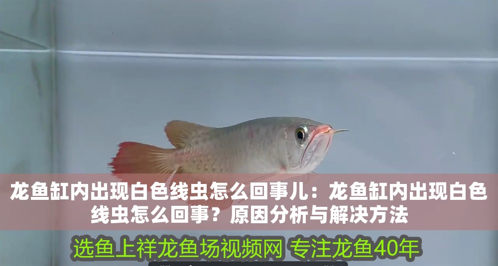 龍魚缸內出現白色線蟲怎么回事兒：龍魚缸內出現白色線蟲怎么回事？原因分析與解決方法