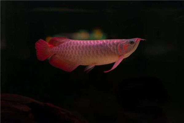 龍魚狀態(tài)不好怎么調(diào)整魚缸溫度:如何調(diào)整魚缸溫度 龍魚百科 第2張 龍魚狀態(tài)不好怎么調(diào)整魚缸溫度:如何調(diào)整魚缸溫度 龍魚狀態(tài)不好怎么調(diào)整魚缸溫度:如何調(diào)整魚缸溫度 龍魚百科 第2張