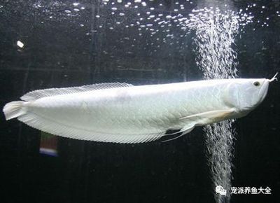 銀龍魚如何產卵孵化（銀龍魚的產卵和孵化過程） 銀龍魚如何產卵孵化（銀龍魚的產卵和孵化過程） 龍魚百科 第4張