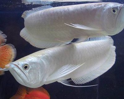銀龍魚如何產卵孵化（銀龍魚的產卵和孵化過程） 銀龍魚如何產卵孵化（銀龍魚的產卵和孵化過程） 龍魚百科 第5張