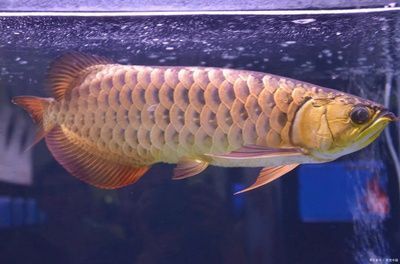 龍魚爬背怎么看龍魚爬背需要仔細觀察鱗片的亮度和排列：如何判斷龍魚爬背 龍魚爬背怎么看龍魚爬背需要仔細觀察鱗片的亮度和排列：如何判斷龍魚爬背 龍魚百科 第2張