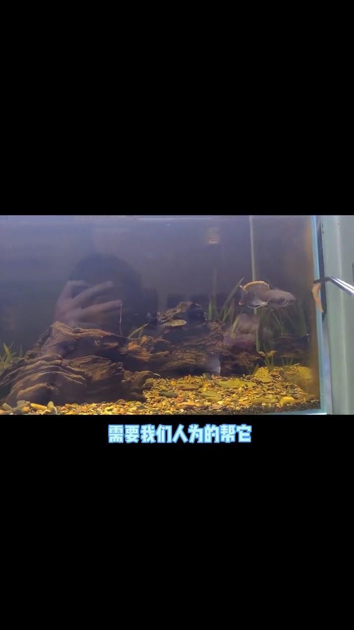 如何安全地處理跳躍后的雷龍魚？
