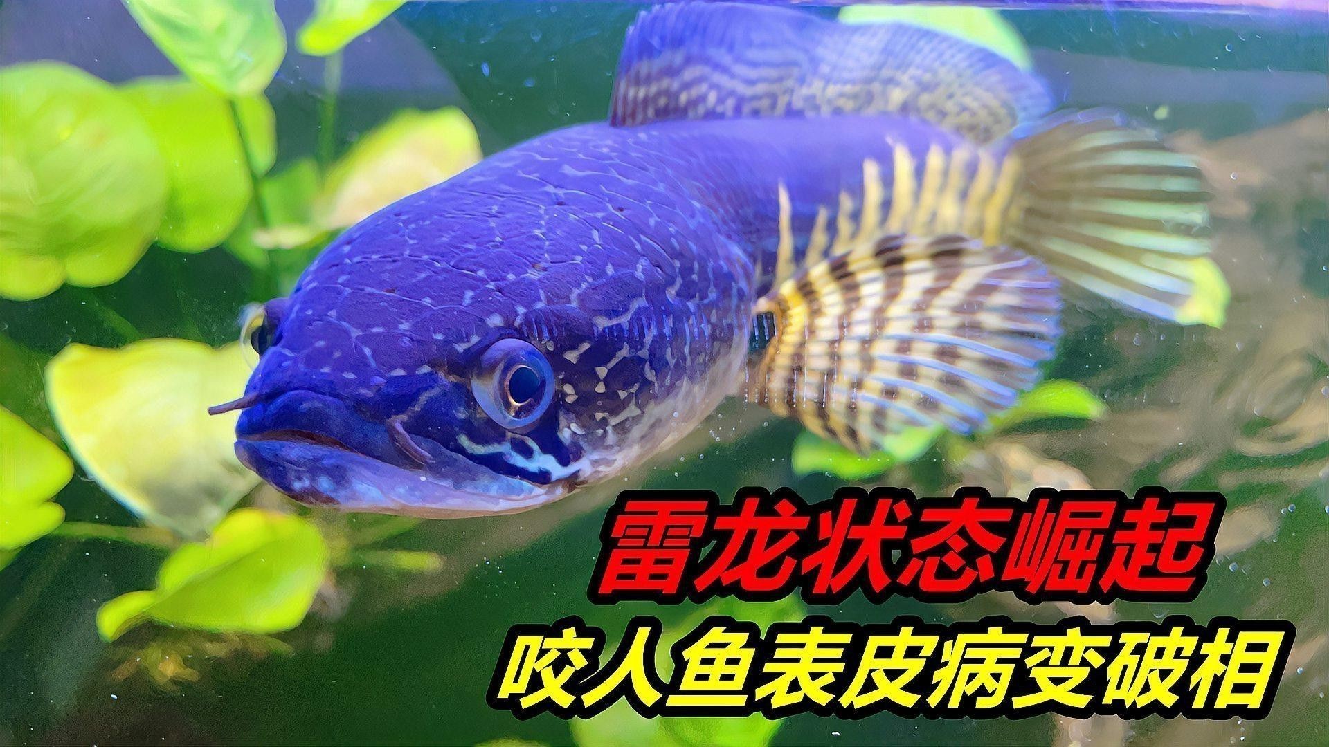 如何安全地處理跳躍后的雷龍魚？