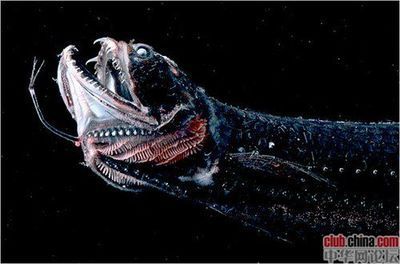 紅龍魚鱗片有白毛怎么回事（紅龍魚鱗片有白毛怎么回事啊）