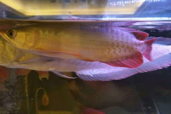 龍魚喂小金魚怎么處理好