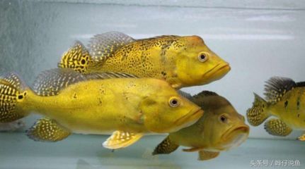 龍魚最忌三種魚嗎，紅龍魚在混養時，最忌三種魚