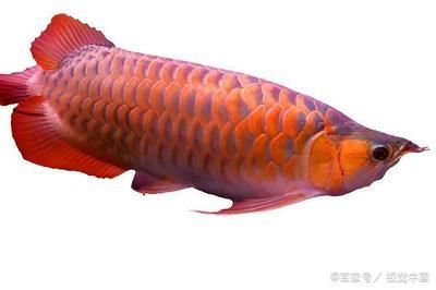 龍魚最忌三種魚嗎，紅龍魚在混養時，最忌三種魚