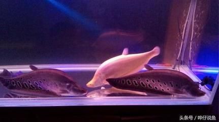 龍魚最忌三種魚嗎，紅龍魚在混養時，最忌三種魚