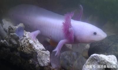 龍魚最忌三種魚嗎，紅龍魚在混養時，最忌三種魚