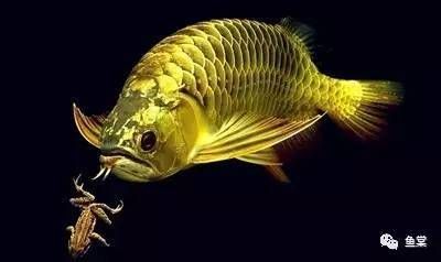 金龍魚不過背【金龍魚不過背的原因】 金龍魚不過背【金龍魚不過背的原因】 龍魚百科 第5張